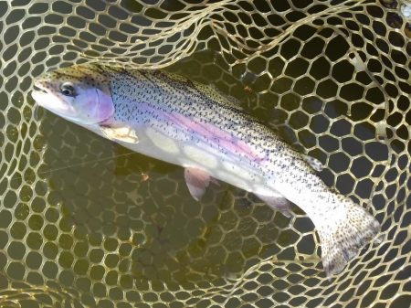 大安トラウトレイク 釣果